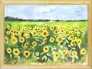Spanish Sunflowers